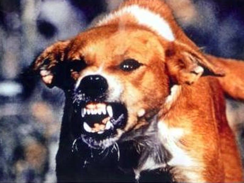 Obowiązkowe szczepienie psów przeciw wściekliźnie