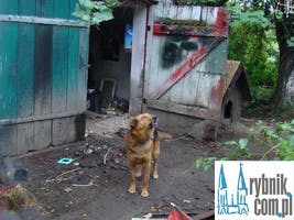 Mieszkaniec Świerklan w strasznych warunkach „tworzy nową rasę psów”
